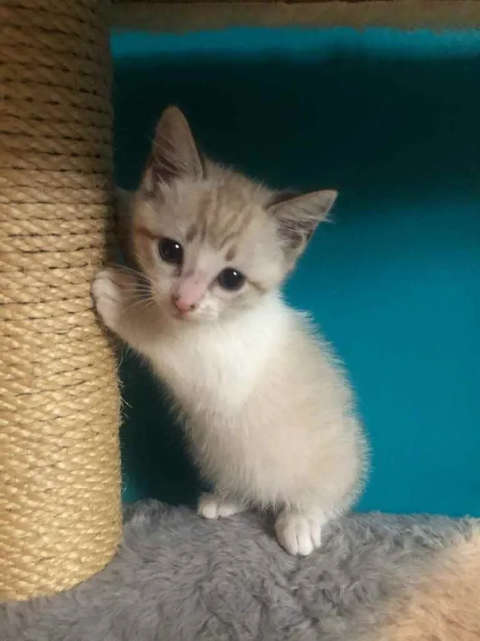 Gato ra a Srd idade Abaixo de 2 meses nome Guto