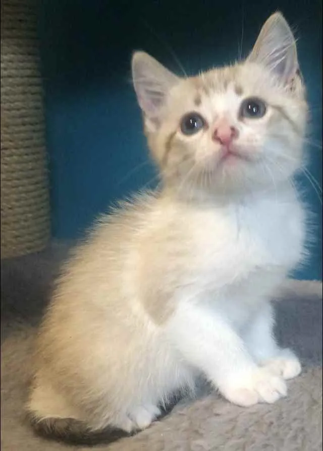 Gato ra a Srd idade Abaixo de 2 meses nome Guto