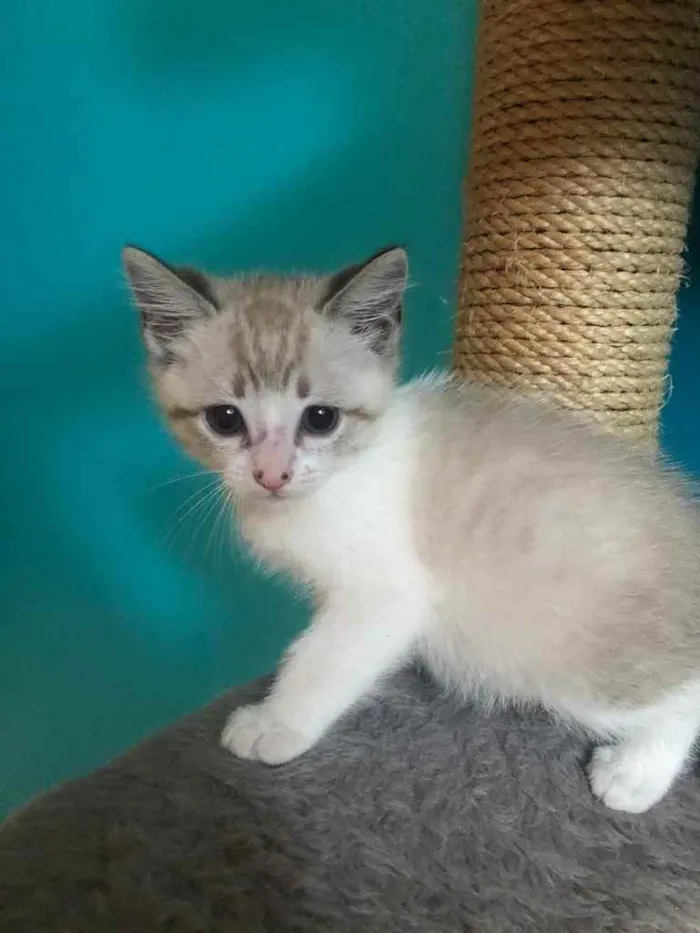 Gato ra a Srd idade Abaixo de 2 meses nome Guto