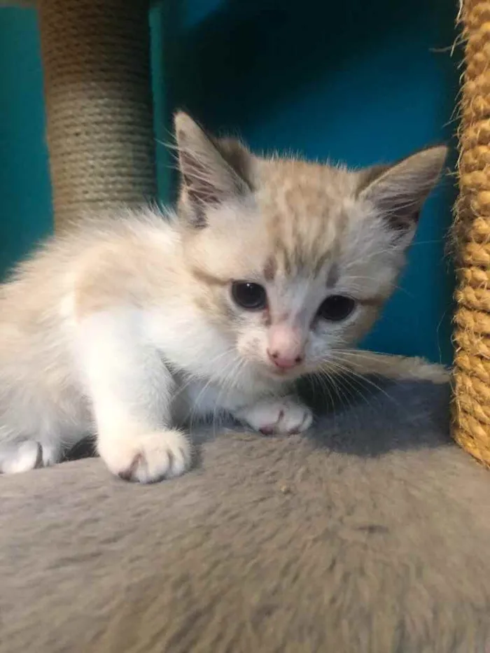 Gato ra a Srd idade Abaixo de 2 meses nome Guto