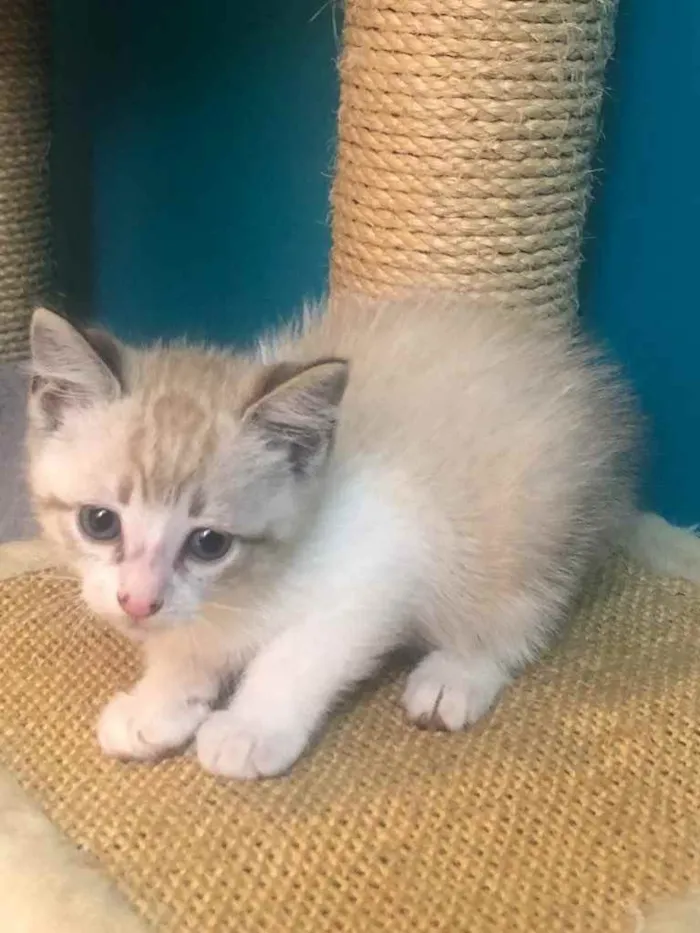 Gato ra a Srd idade Abaixo de 2 meses nome Guto