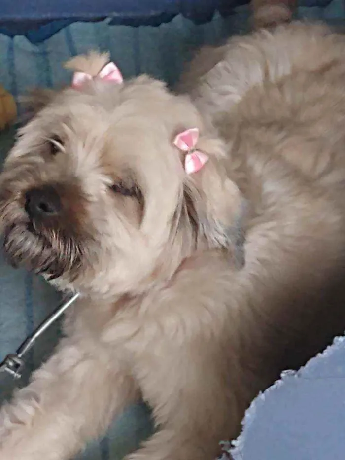 Cachorro ra a Old English Sheepdog Fonte: Ca idade 2 anos nome Old English Sheepdog