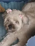 Old English Sheepdog