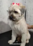 Old English Sheepdog