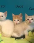 Dedé 