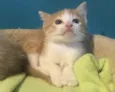Dedé 