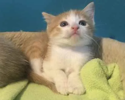 Gato ra a Srd idade Abaixo de 2 meses nome Dedé 