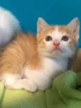 Dedé 