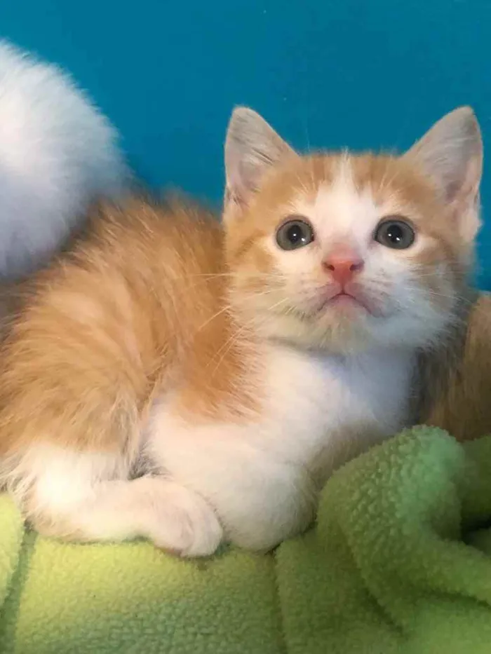 Gato ra a Srd idade Abaixo de 2 meses nome Dedé 