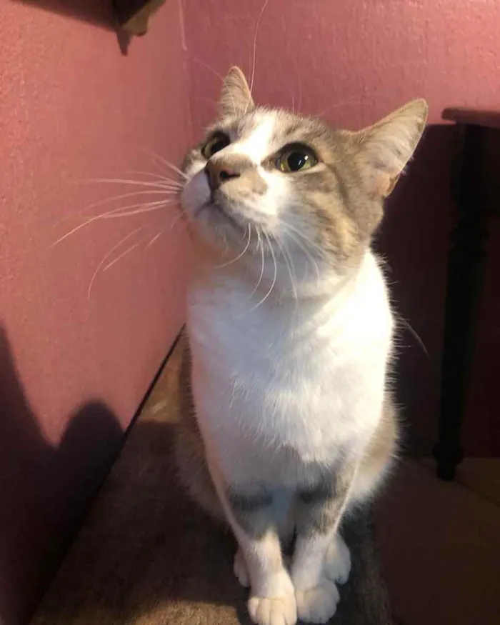 Gato ra a Srd idade 1 ano nome Petruquio 