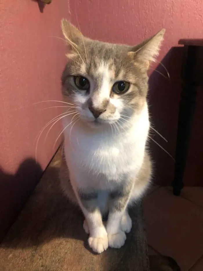 Gato ra a Srd idade 1 ano nome Petruquio 