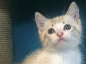 Gato raça Srd idade Abaixo de 2 meses nome Guto