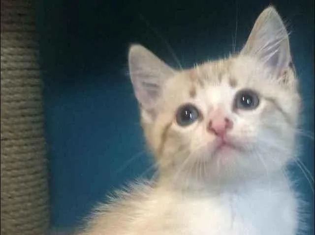 Gato ra a Srd idade Abaixo de 2 meses nome Guto