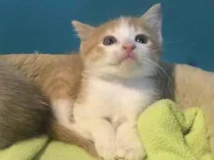 Gato raça Srd idade Abaixo de 2 meses nome Dedé 