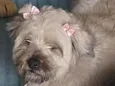 Old English Sheepdog