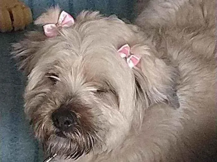Cachorro ra a Old English Sheepdog Fonte: Ca idade 2 anos nome Old English Sheepdog
