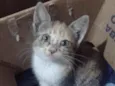 Kaemo