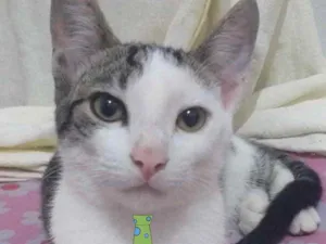 Gato raça Mestiço  idade 7 a 11 meses nome Romeu 