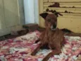 Mel