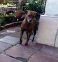 Mel