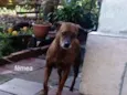 Mel