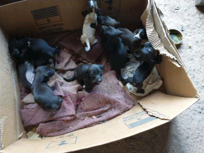 Cachorro ra a Raça indefinida idade Abaixo de 2 meses nome Nega