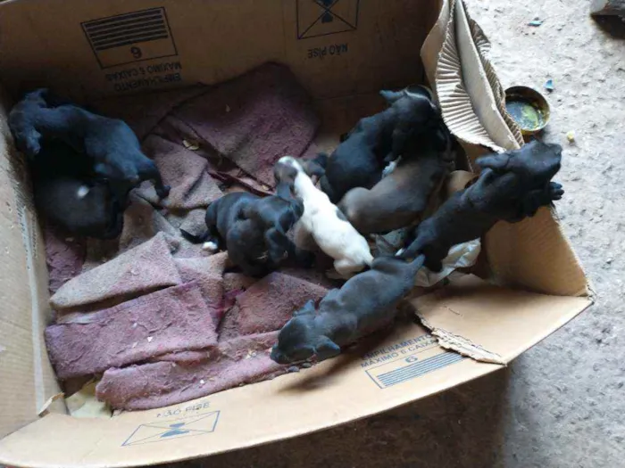 Cachorro ra a Raça indefinida idade Abaixo de 2 meses nome Nega