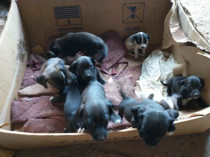 Cachorro ra a Raça indefinida idade Abaixo de 2 meses nome Nega