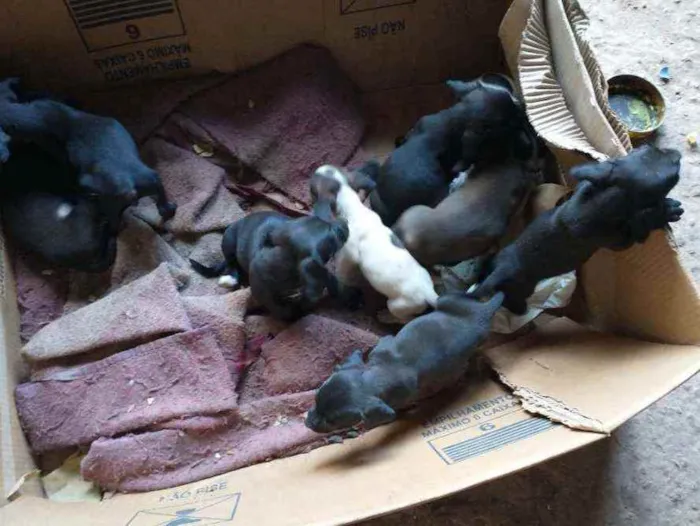 Cachorro ra a Raça indefinida idade Abaixo de 2 meses nome Nega