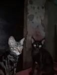 Negobom e nescau
