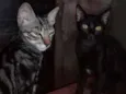 Negobom e nescau