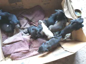 Cachorro raça Raça indefinida idade Abaixo de 2 meses nome Nega