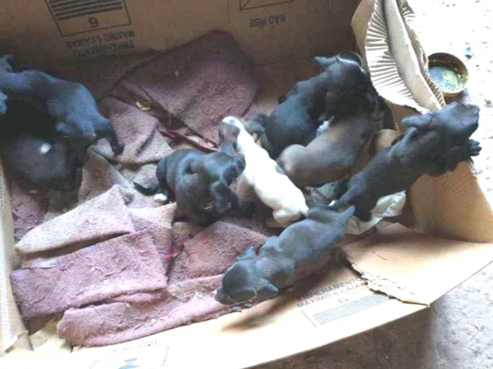 Cachorro ra a Raça indefinida idade Abaixo de 2 meses nome Nega