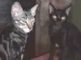 Negobom e nescau
