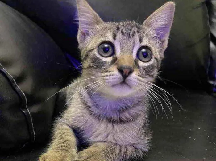 Gato raça Srd idade 2 a 6 meses nome Olivia