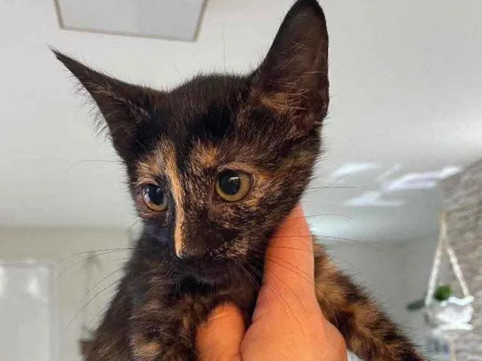 Gato raça Srd idade Abaixo de 2 meses nome Natasha