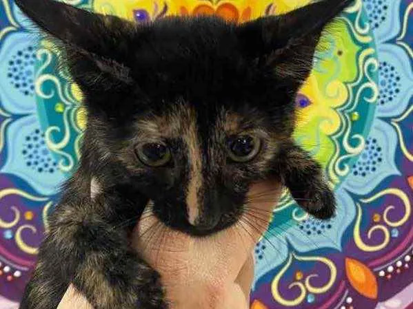 Gato raça Srd idade Abaixo de 2 meses nome Natasha