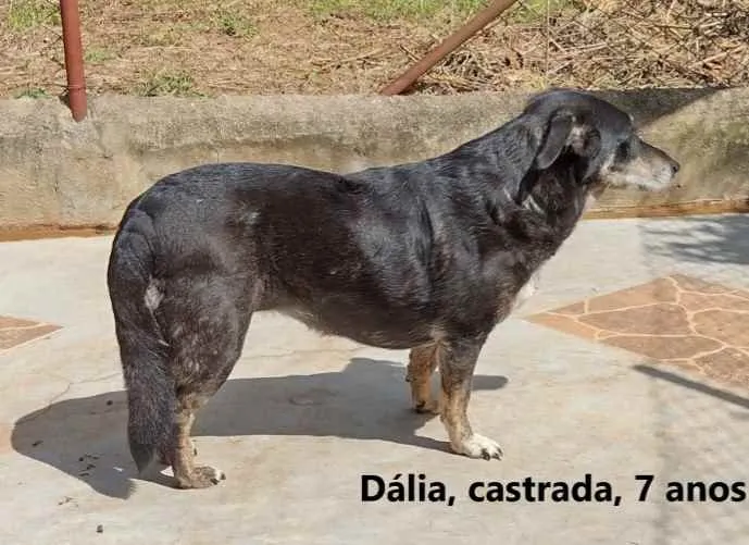 Cachorro ra a SRD idade 6 ou mais anos nome Dália