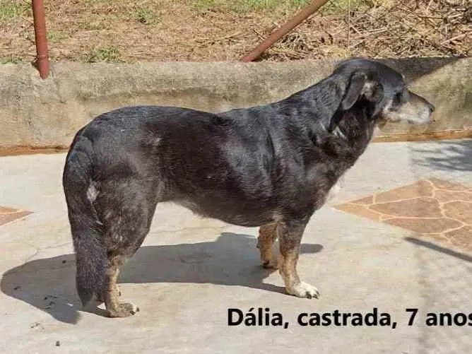 Cachorro ra a SRD idade 6 ou mais anos nome Dália
