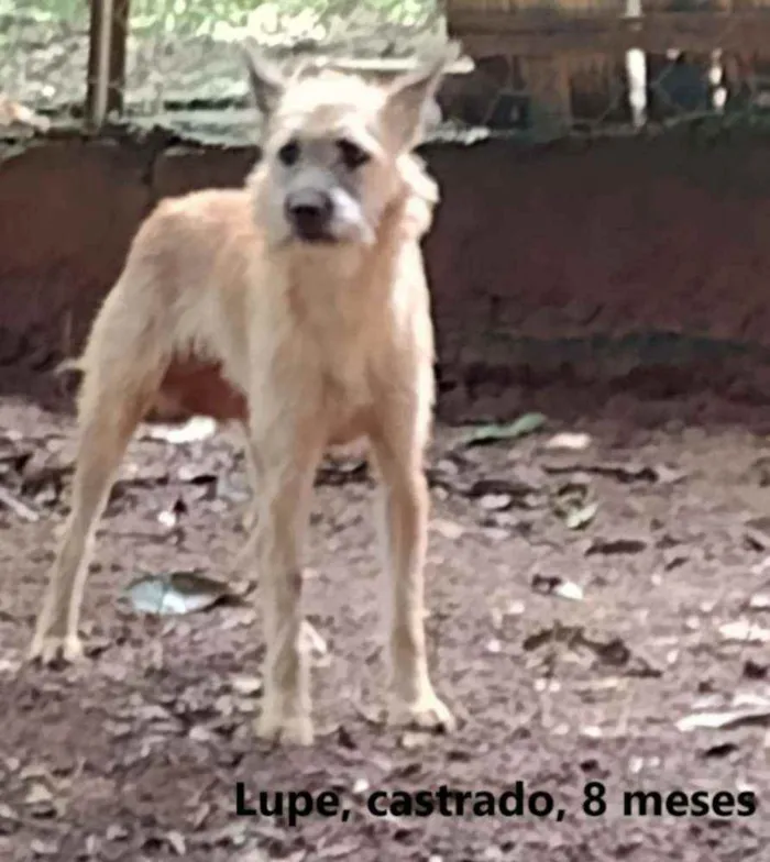 Cachorro ra a SRD idade 7 a 11 meses nome Lupe