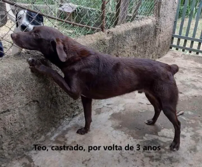 Cachorro ra a SRD idade 3 anos nome Teo