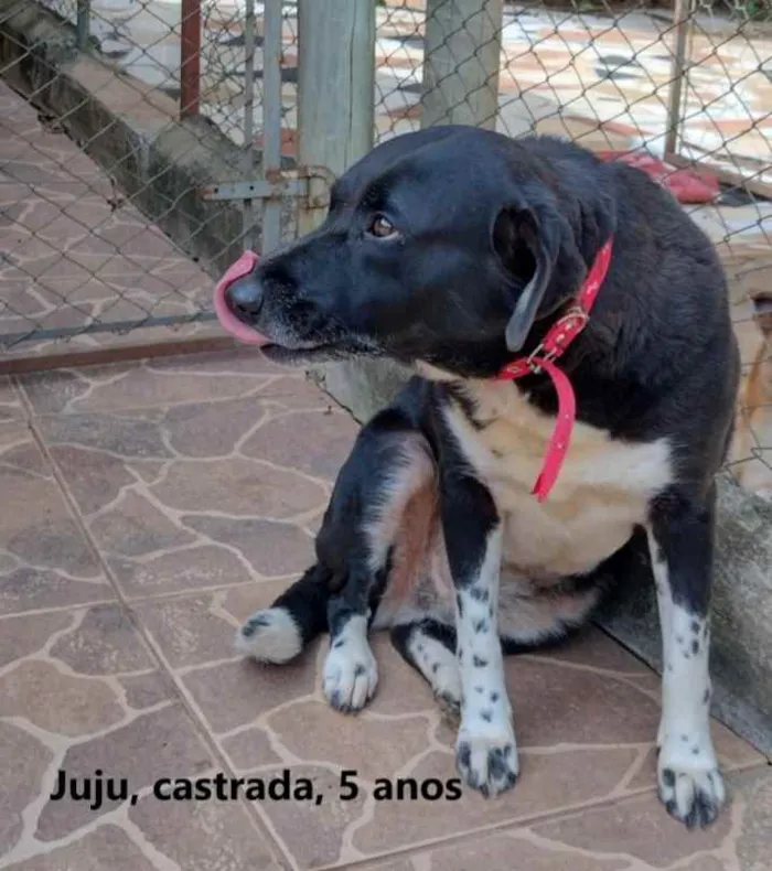 Cachorro ra a SRD idade 5 anos nome Juju