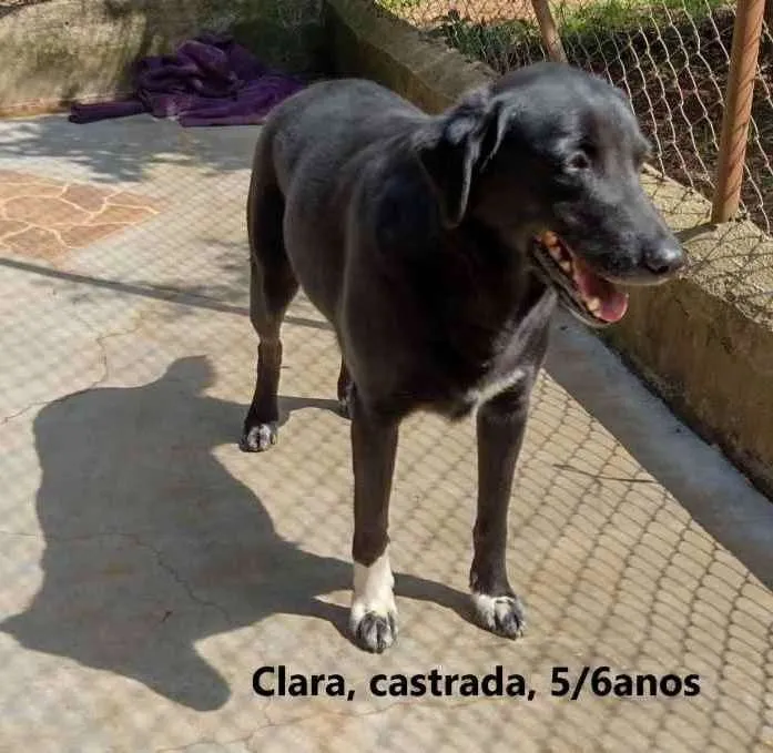 Cachorro ra a SRD idade 5 anos nome Clara