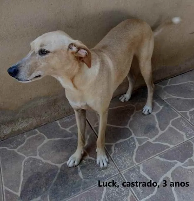 Cachorro ra a SRD idade 3 anos nome Luck