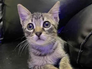 Gato raça Srd idade 2 a 6 meses nome Olivia