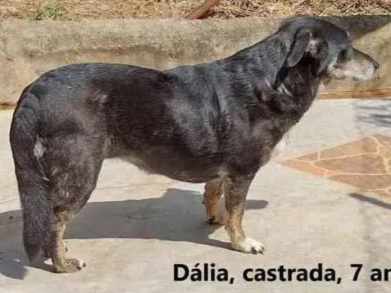 Cachorro ra a SRD idade 6 ou mais anos nome Dália