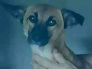 Cachorro raça SRD idade 7 a 11 meses nome Margô