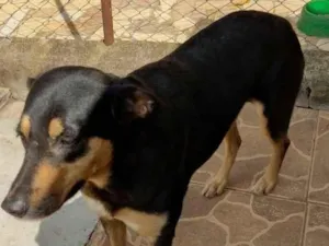 Cachorro raça SRD idade 5 anos nome Cleo