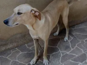 Cachorro raça SRD idade 3 anos nome Luck