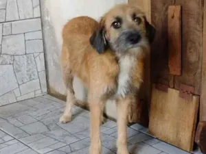 Cachorro raça SRD idade 7 a 11 meses nome Agnês